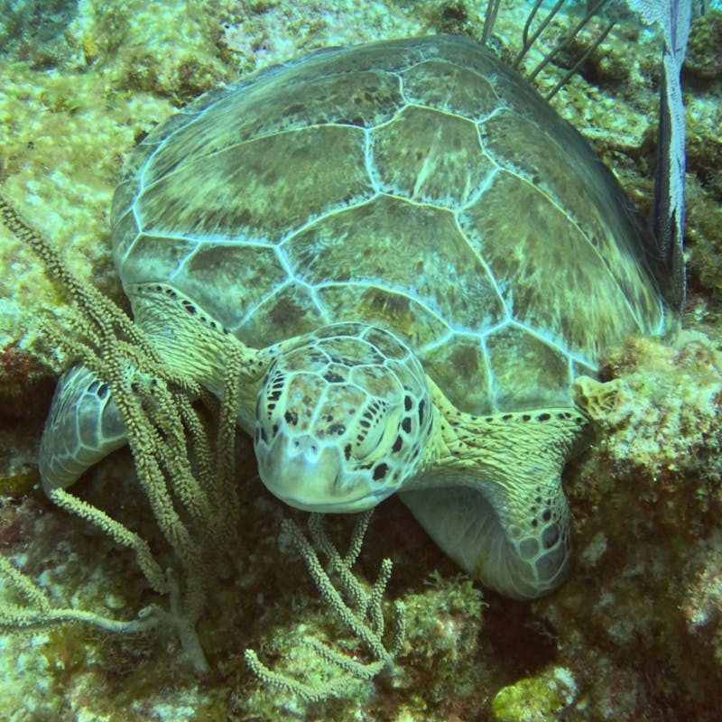 Green sea turtle resting among coral in Akumal, Mexico's vibrant underwater world.